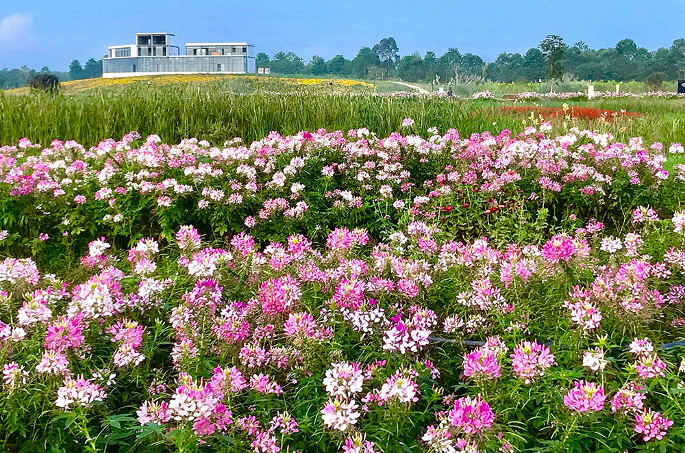 蔚然花海